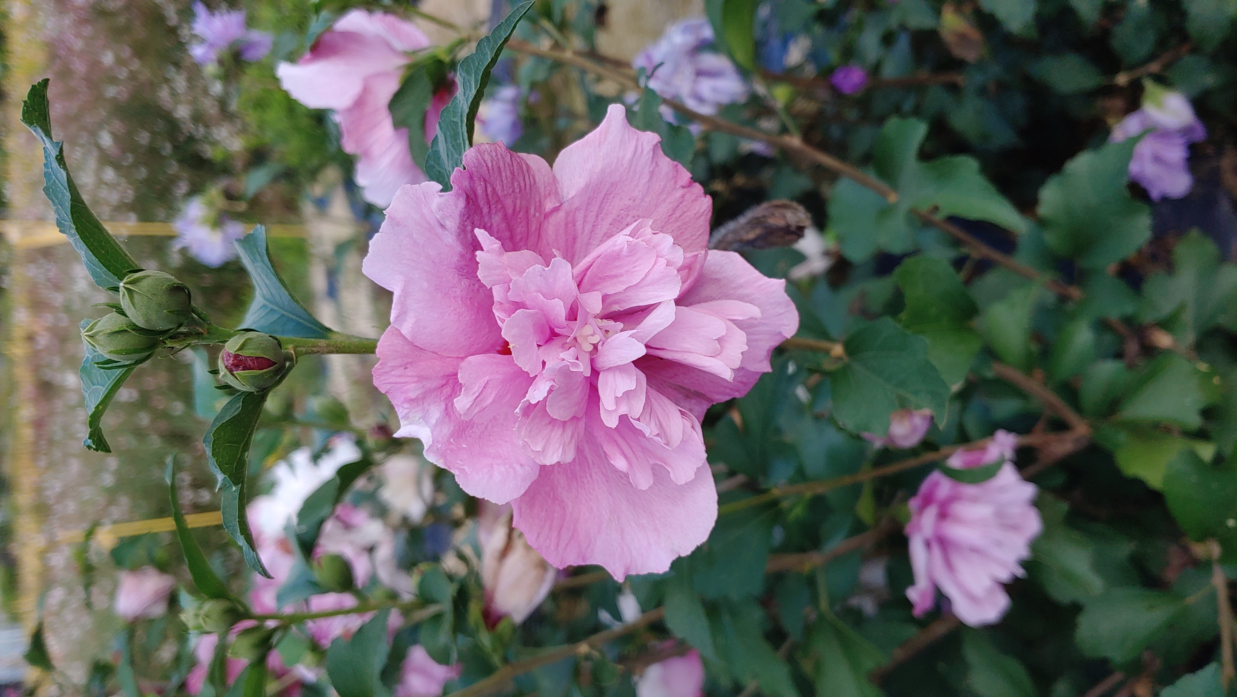 Hibiscus syriacus 'Lavender Chiffon'